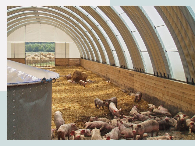 Строительство свинарников в Чехове